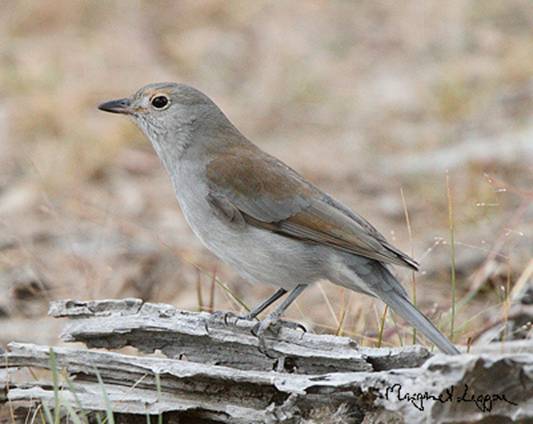 grey-shrike-thrush110429_3916.jpg