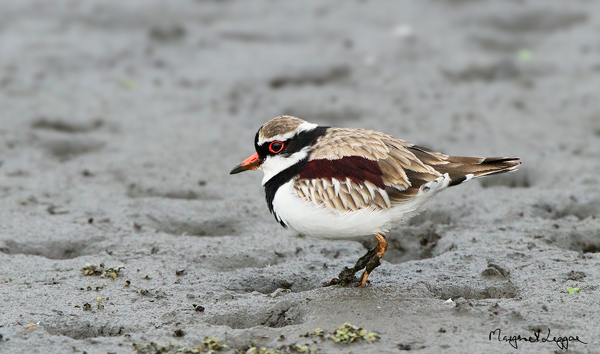 black-fronted-110527_8507layer.jpg