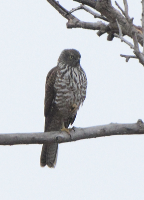 collared-sparrowhawk110605_9201.jpg