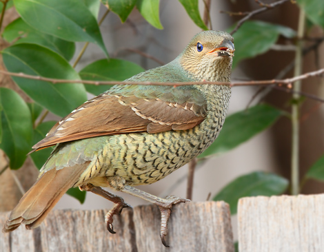 Description: satin-bowerbird110731_4840.jpg