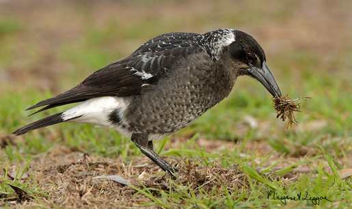 magpie-dorsalis110707_0700-copy.jpg