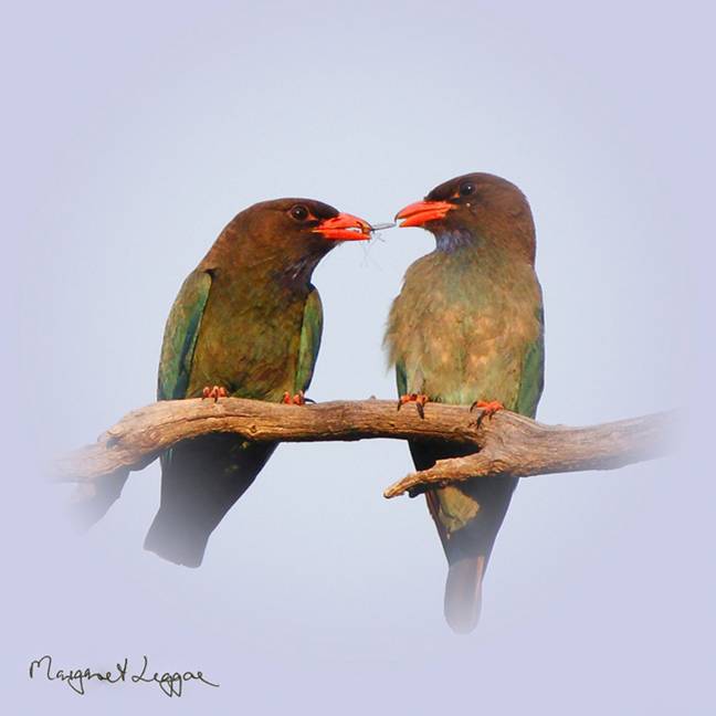 dollarbird-gift101222_2052C.jpg