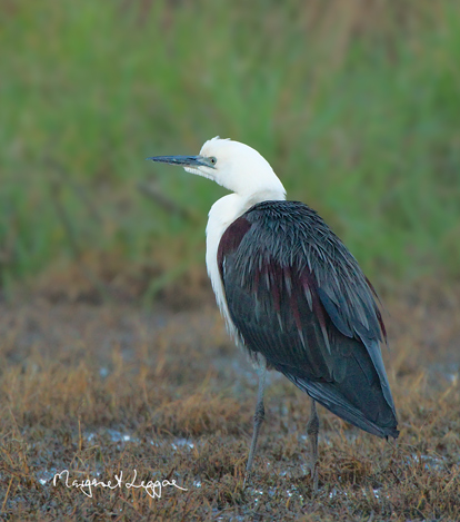 white-necked-heron111004_4046.jpg