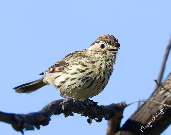 speckled-warbler111229_7403.jpg