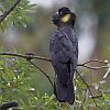 Yellow-tailed Black Cockatoo