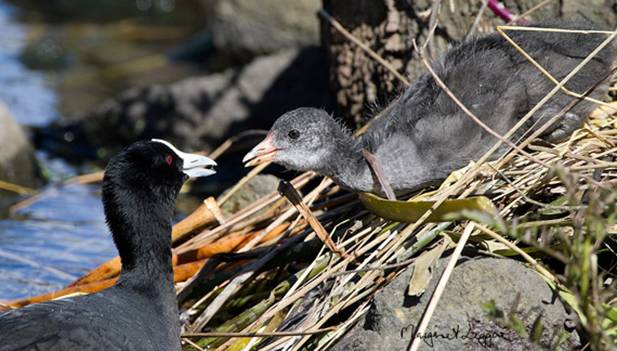 coot-chick111205_6748.jpg
