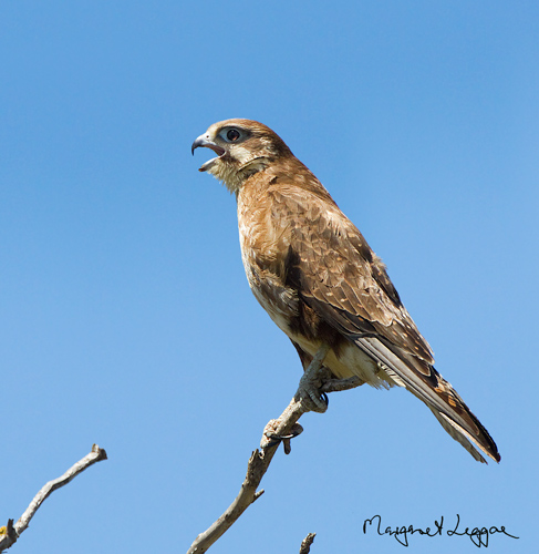 brown-falcon111202_5621b-copy.jpg