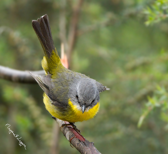 EYR-adult111130_4649.jpg