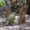 Satin Bowerbird