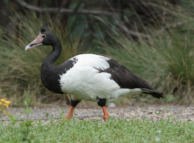 magpie-goose-unstarted110208_8989.jpg