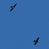 Darters Soaring