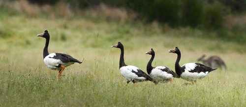magpie-geese110208_9391.jpg