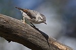 Varied Sitella