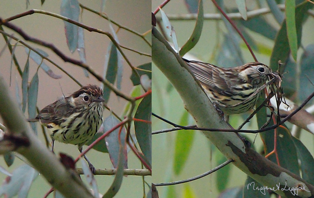 Speckled-warbler-composite.jpg