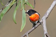 Scarlet Robin