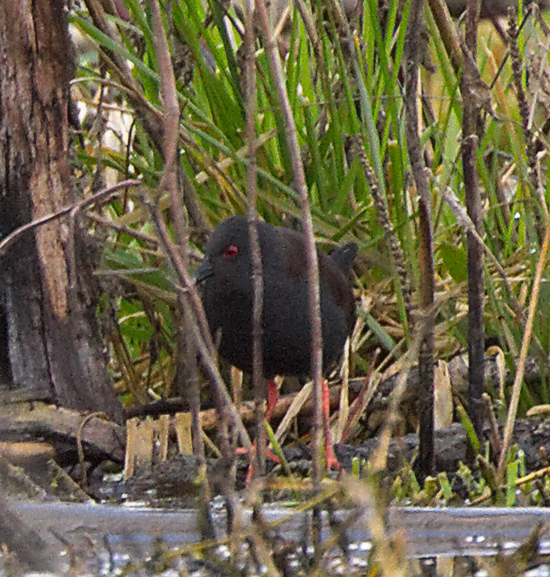 spotless-crake120904_4746.jpg