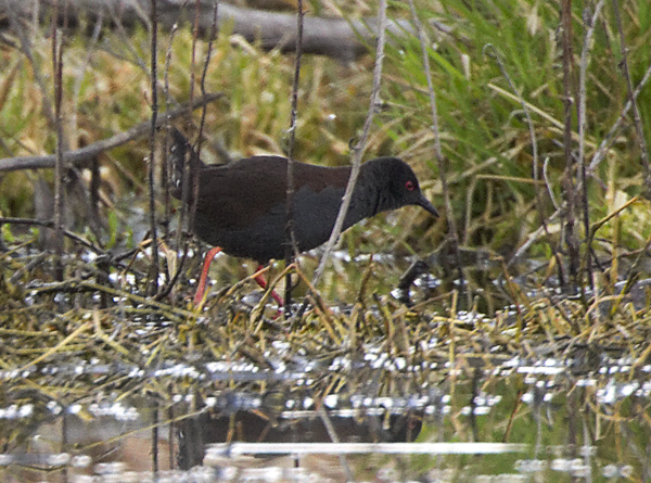 Spotless-crake120904_4741.jpg