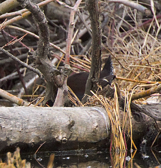 spotless-crake120904_4757.jpg