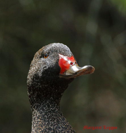 freckled-duck101001_1109.jpg