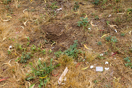 eggscatter121128_2651.jpg