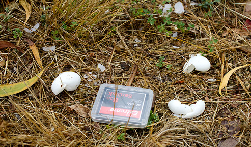 eggscatter121128_2648.jpg