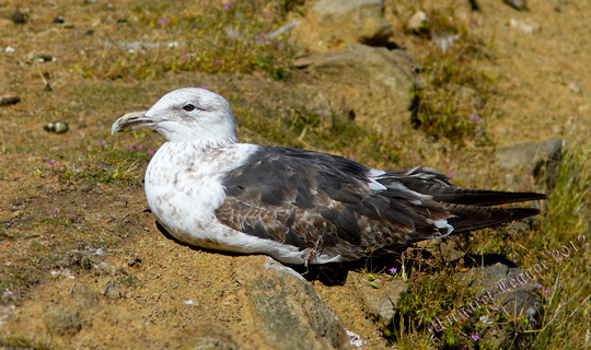 gull-juv121208_4139smallsharpsig.jpg