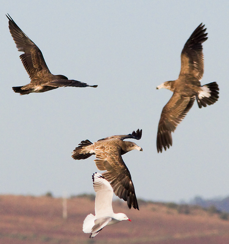 Mixed-gulls121212_5349-copy.jpg