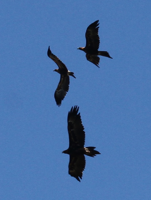 Inline image 1
