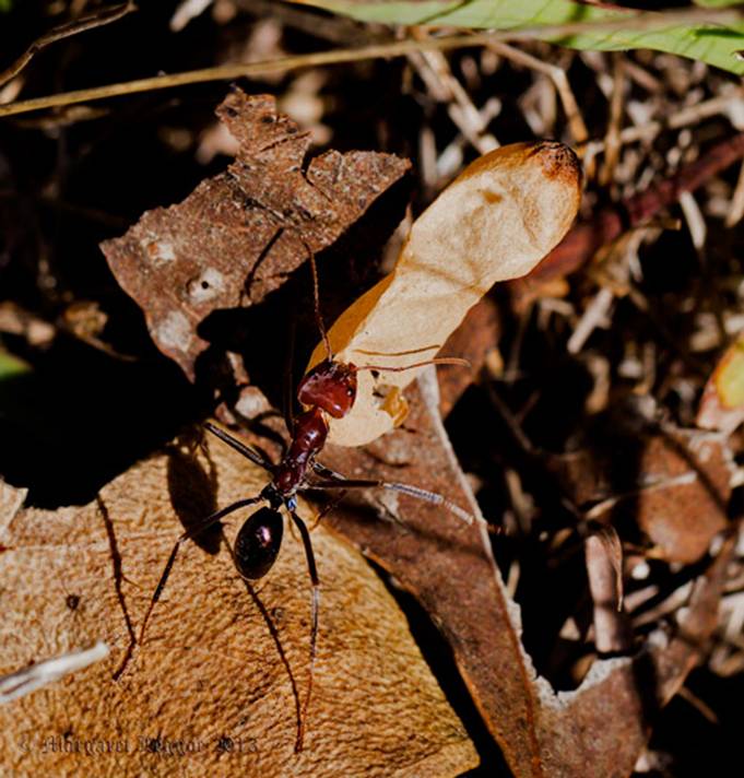 antcocoon_130305A6503.jpg