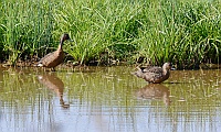 Chestnut Teal?