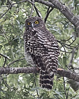 Powerful Owl