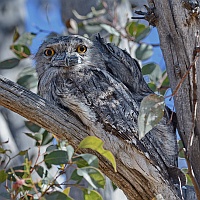 Tawny Frogmouth