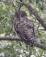 Powerful Owl