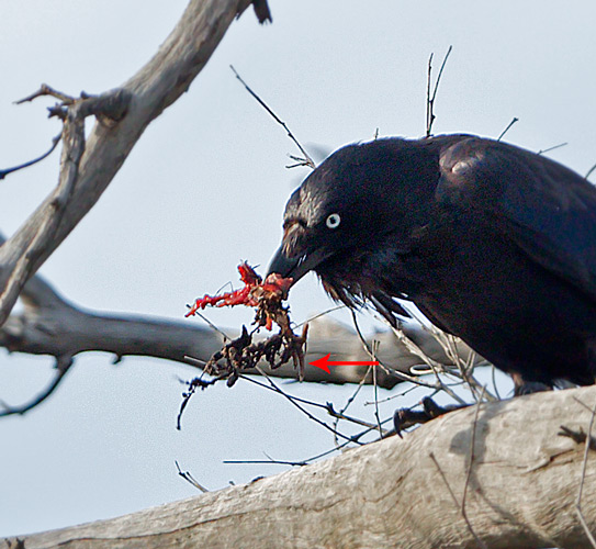 ravenchickendinner141208_A4362crop.jpg