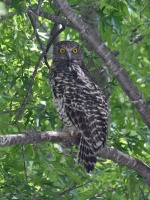 Powerful Owl