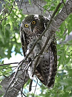Powerful Owl