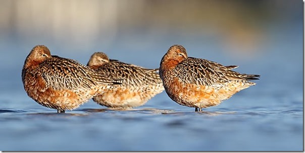 Bar-tailed_Godwits_4F5A4043_Shoalhaven_Heads_40k