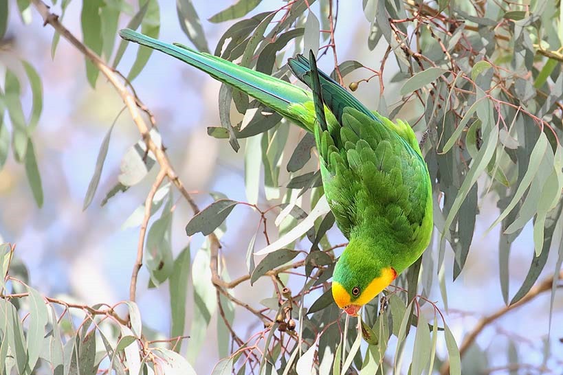 Superb_Parrot_4F5A8518_Canberra_80k