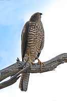 Collared Sparrowhak or Brown Goshawk?