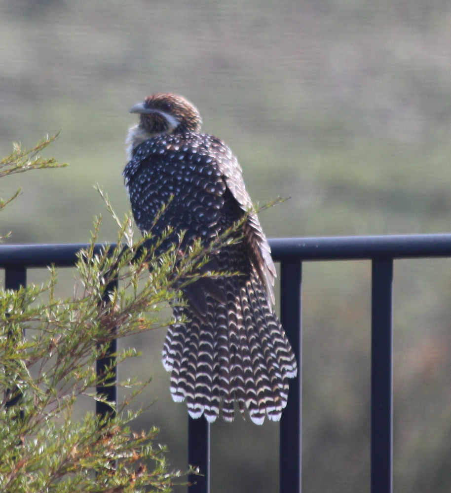15 02 Pacific Koel.jpg