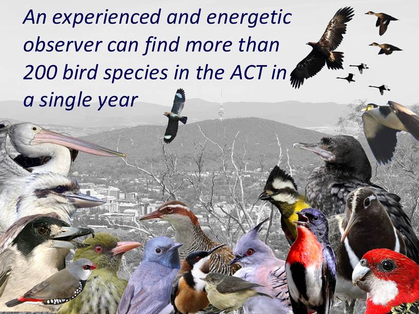 A flock of seagulls standing next to a bird

Description automatically generated