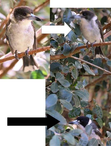 A small
bird perched on a tree branch
Description automatically generated