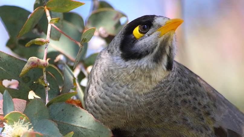A close up of a bird
Description automatically generated