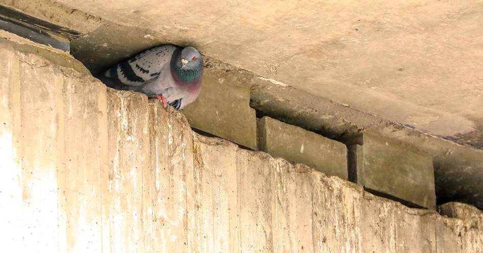 A
picture containing building, ground, animal, wall
Description automatically generated