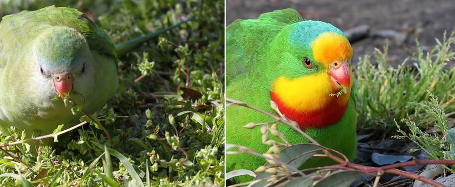 A picture containing animal, grass

Description automatically generated