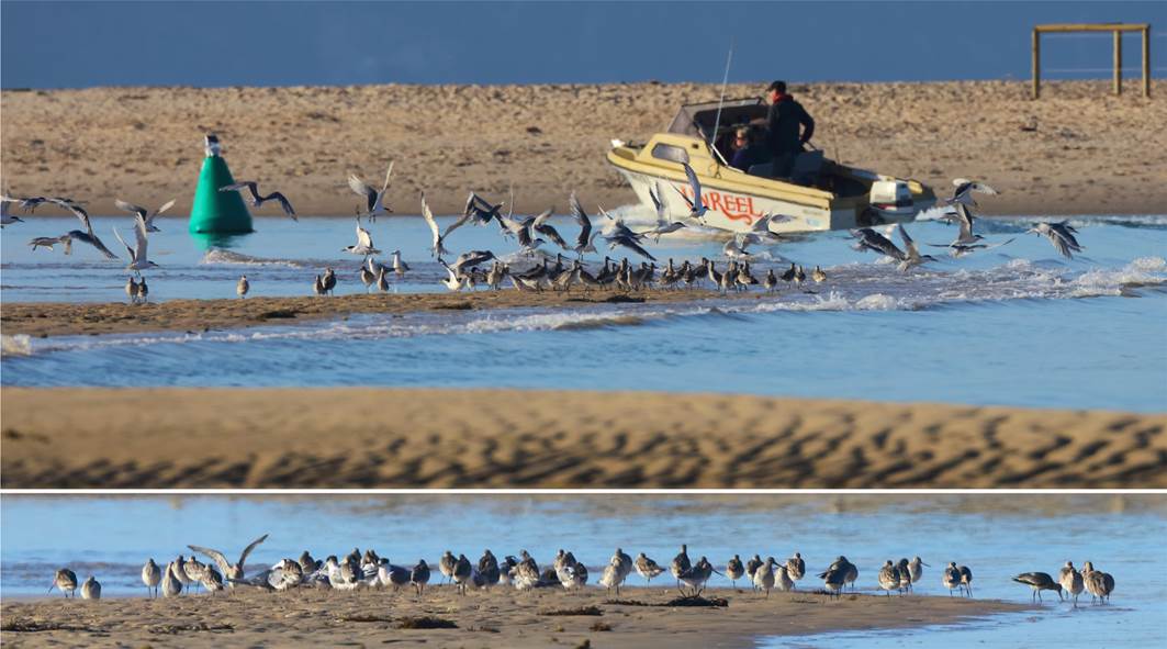 A flock of seagulls standing on a beach

Description automatically generated