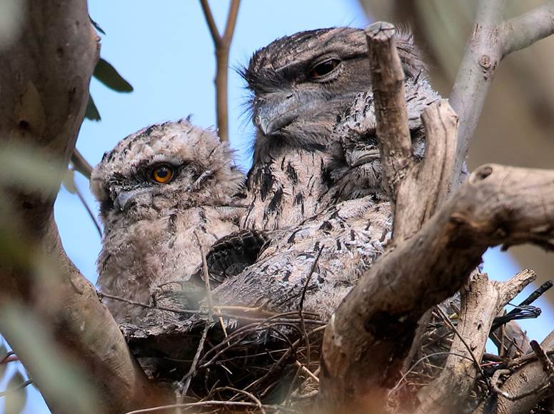 An owl perched on a tree branch
Description automatically generated