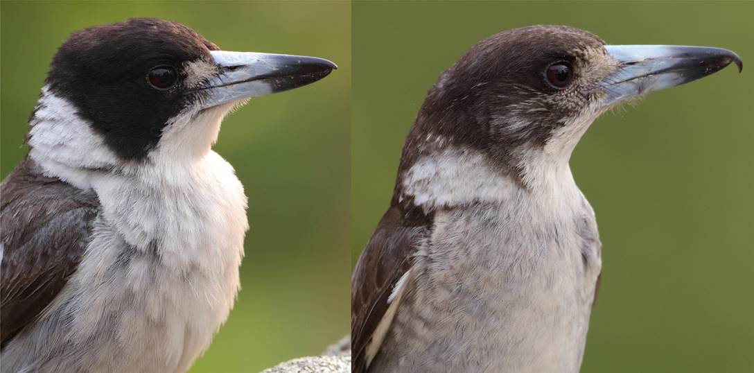 A close up of a bird
Description automatically generated