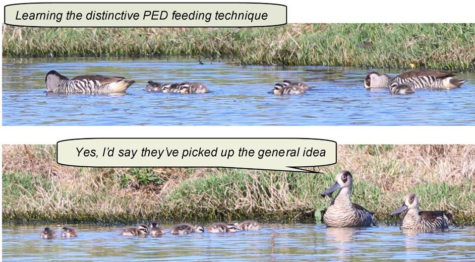 A flock of seagulls are swimming in a body of water

Description automatically generated