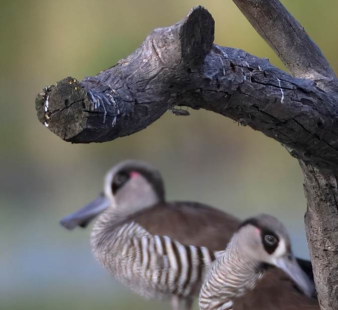 A small bird perched on a tree branch
Description automatically generated